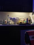 Feline Kitchen Supervisor
