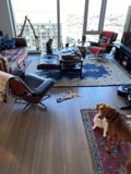 Relaxing Pup in a Cozy Living Room