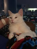 White Cat Lounging on a Cozy Couch