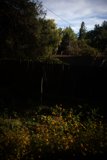 Flowers and Fence in Altadena