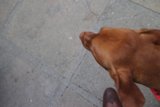Furry Friend on the Path
