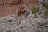 Rocky Adventure with Fido