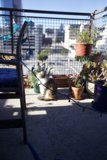 Feline Garden Oasis