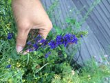 Holding a Blue Geranium Flower Caption: A person holds a beautiful blue geranium flower in their hand while enjoying the outdoors in Altadena, California.
