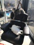 Feline Lounge