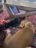 Furry Companions Caught in a Cozy Nap
