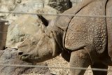 Impressive Rhino at SF Zoo