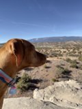Majestic Vizsla overlooking the Sandia Park Wilderness
