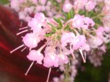 Geranium Blossoms in Full Bloom