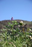 The Majestic Lupin Flower