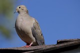 Mourning Dove Perched on Textured Roof Edge