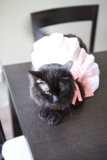 Isabella's Pink Tutu