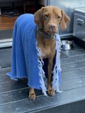 Cozy Vizsla on the Deck