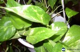 Verdant Delight
