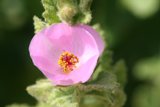 Delicate Pink Flower with Vibrant Yellow Stamens