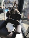 Feline Friends on a Cozy Couch