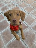 Stylish Puppy on Tile Floor