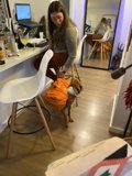 Working from Home with a Furry Assistant