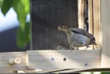 Curious Visitor