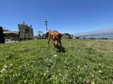 Canine enjoying a beautiful day at the park