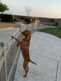 Balancing Act on the Fence
