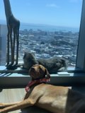Feline and Vizsla Sunbathing