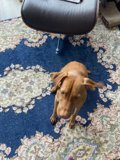 The Sophisticated Vizsla