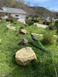 Majestic Peacock at a Shelter in Avila Beach