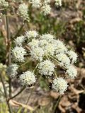 White Flowered Plant in Georgetown, California