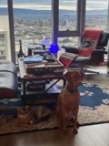 Furry Friends at Home
