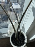 Window Cat
