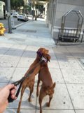 Walking the Dogs in LA