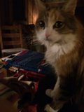 Feline Throne