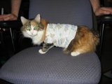Chair Cat's Fashion Statement