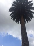 Majestic Palm Tree
