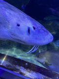 Luminous Deep-Sea Marvels