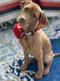 A Furry Companion with a Bow