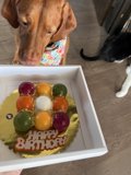 Puppy Eyes for Cake