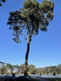 Majestic Pine Tree in Golden Gate Park