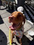Birthday Pup on a Leash