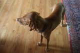 Proud Pup on Hardwood Flooring
