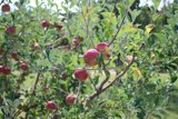 A Juicy Harvest