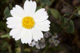 White Daisy with Yellow Center