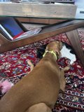 Furry Friends on a Cozy Rug