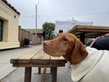 Cozy Canine in Elegant Surroundings