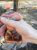 A Seashell's Palm