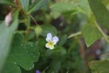 Petite Yellow Geranium