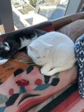 Cozy Cats on the Couch