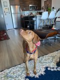 The Patriotic Pooch