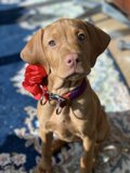 Flower Collared Furry Friend